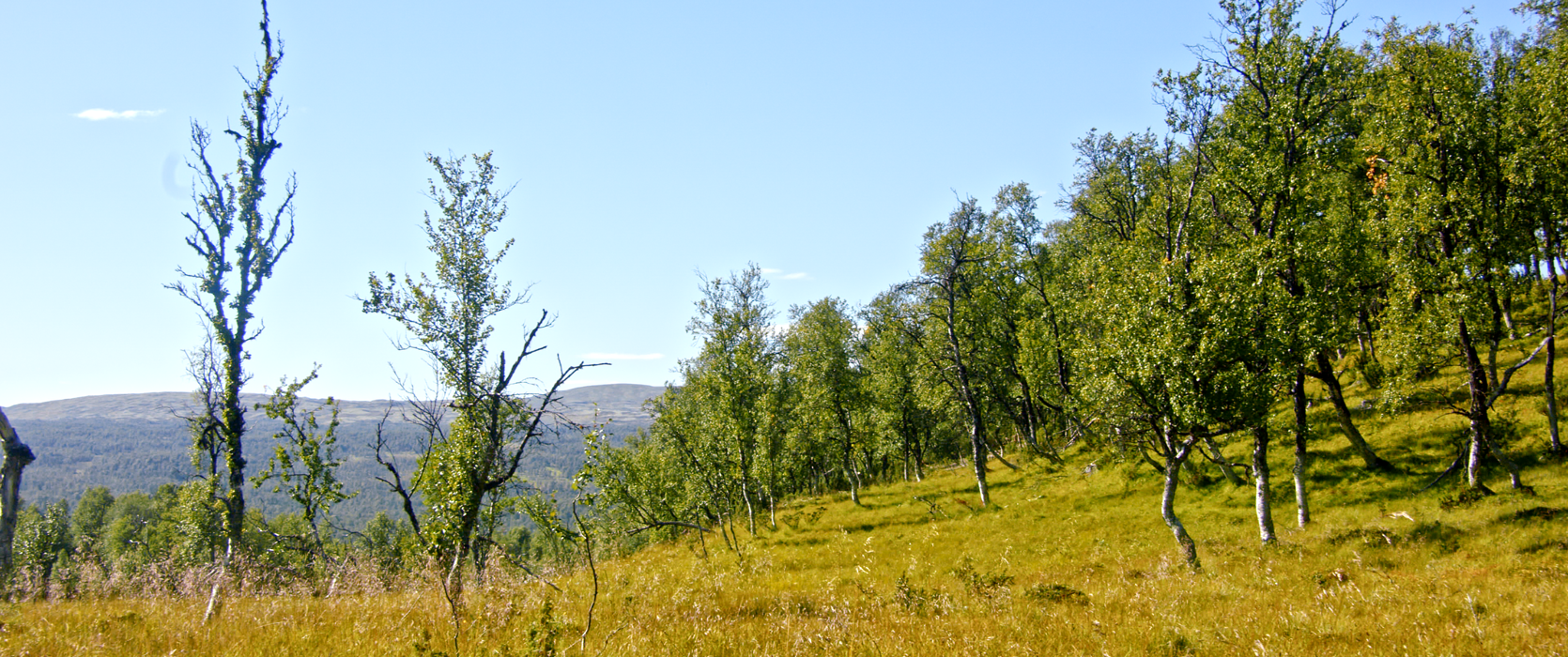 Til salgs! Flott Røroshytte prosjektert i Jakobsåsen, Dalsbygda